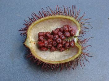 What Is Annatto What Are Achiote Seeds Chef In You