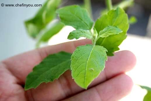 Indian-Holy-Basil-(Tulsi)-Chai-Tea