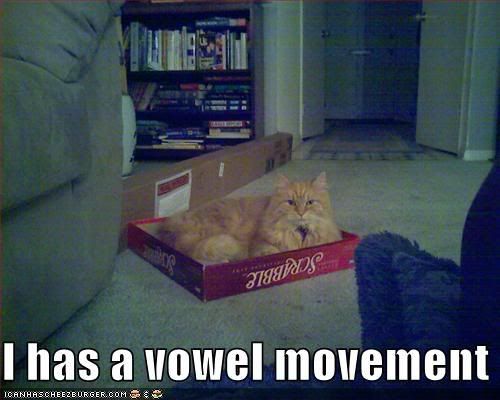 Funny Cat In A Box. funny-pictures-cat-scrabble-