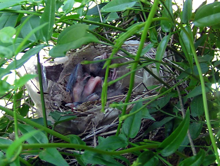 Fledgling Cardinals In Their Nest