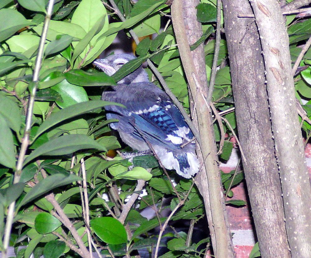 Baby Blue Jay On a Branch
