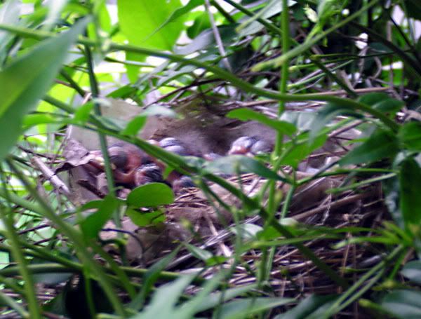 Baby Cardinals In Their Nest