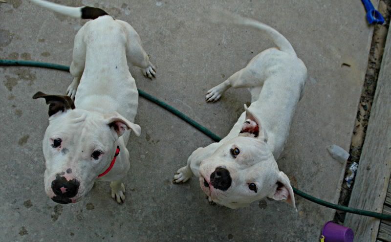 two white pit bulls