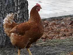 Gallina Cubana Pone Huevo 180 gramos, bate récord mundial Gallina Cubana Pone Huevo 180 gramos, bate récord mundial