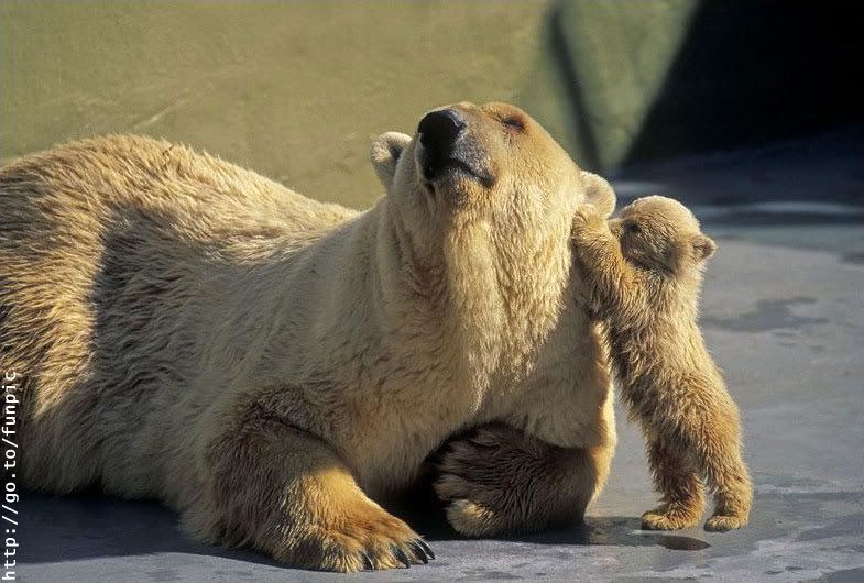 bear hug