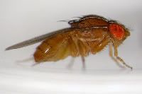 fruit_fly_research03_6810-1.jpg