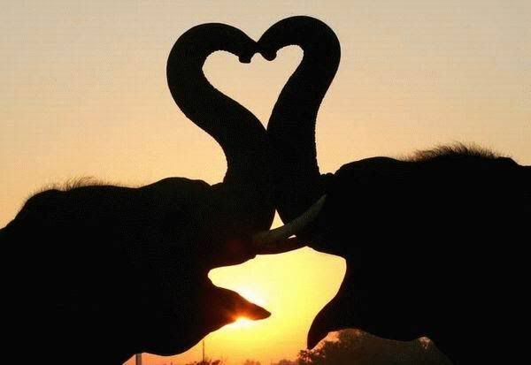elephant-love-heart.jpg