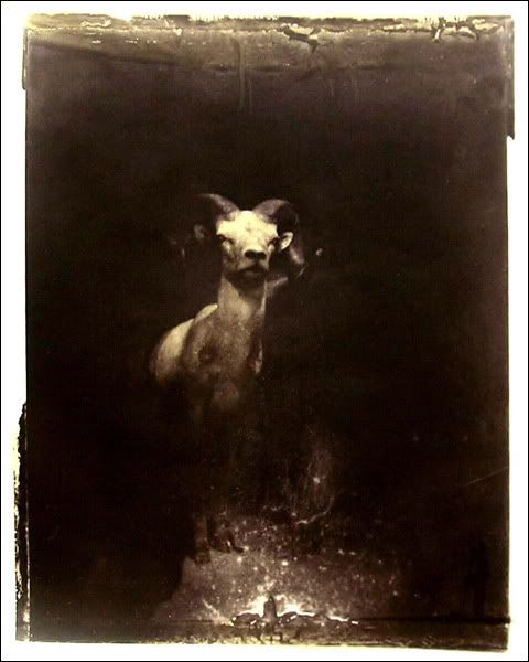 Wayne Martin Belger's .