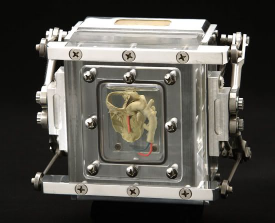 Wayne Martin Belger's .