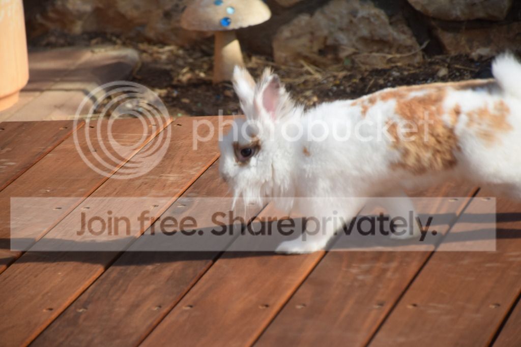  photo DSC_0499_zps5yipf6xd.jpg