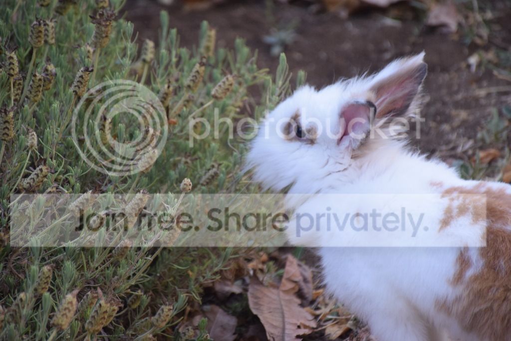  photo DSC_0526_zpsqa0qyxux.jpg
