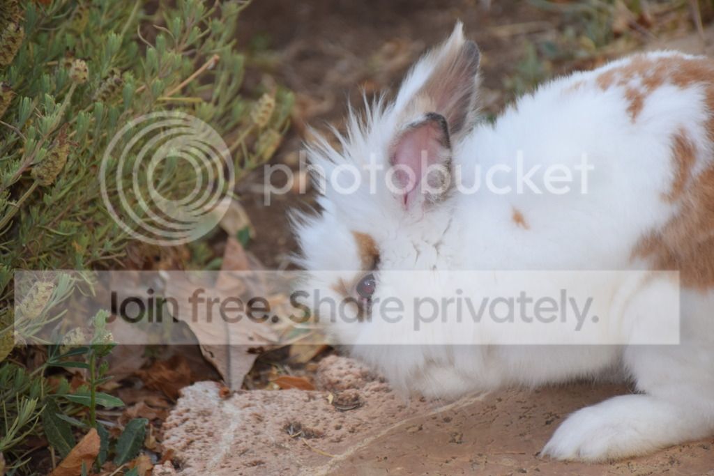  photo DSC_0529_zpslqmvas0a.jpg