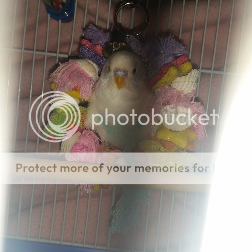 Budgie bed? Talk Budgies Forums