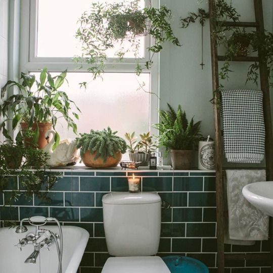 indoor home living with plants