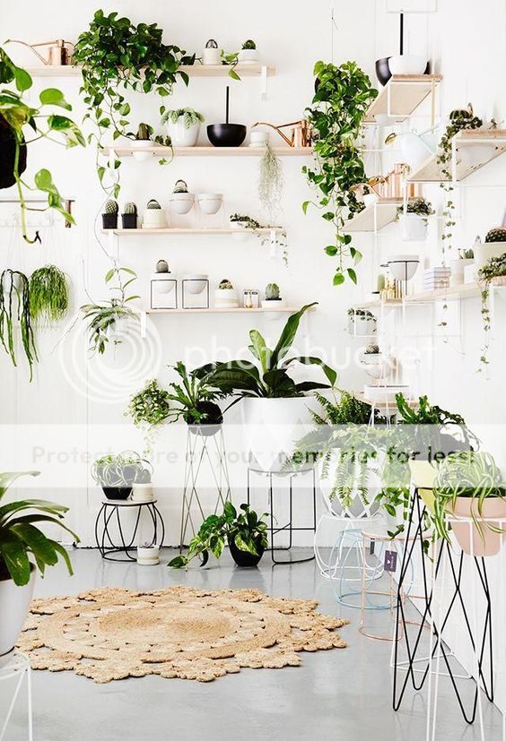 green plants for home