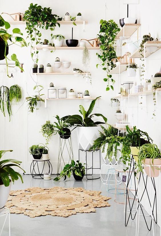 green plants for home