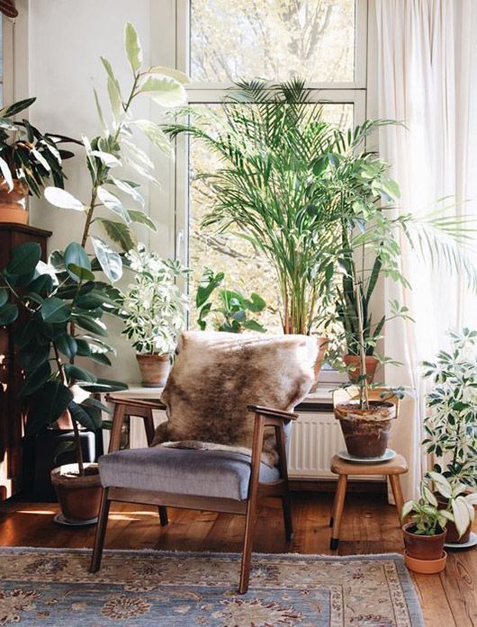 green plants in home